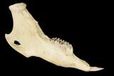 Fossil Pika (Prolagus) Jaw - France #155958-2